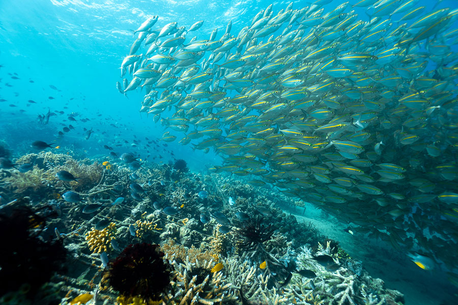 Snorkeling-Gili-Nanggu