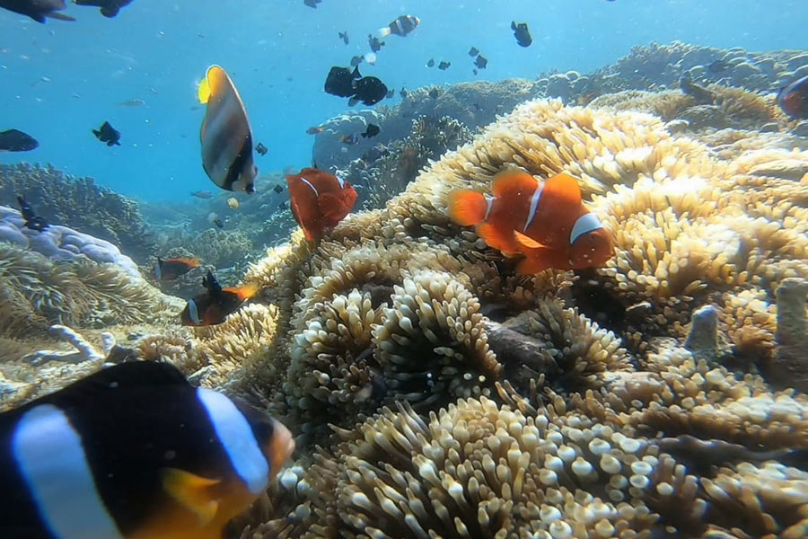 snorkeling-gili-sudak