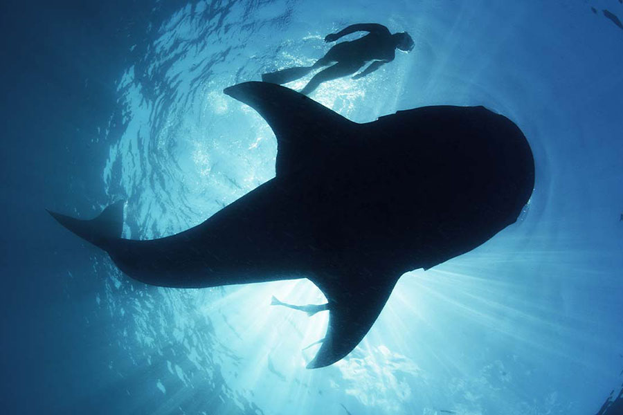 Sumbawa Whaleshark and Moyo Island